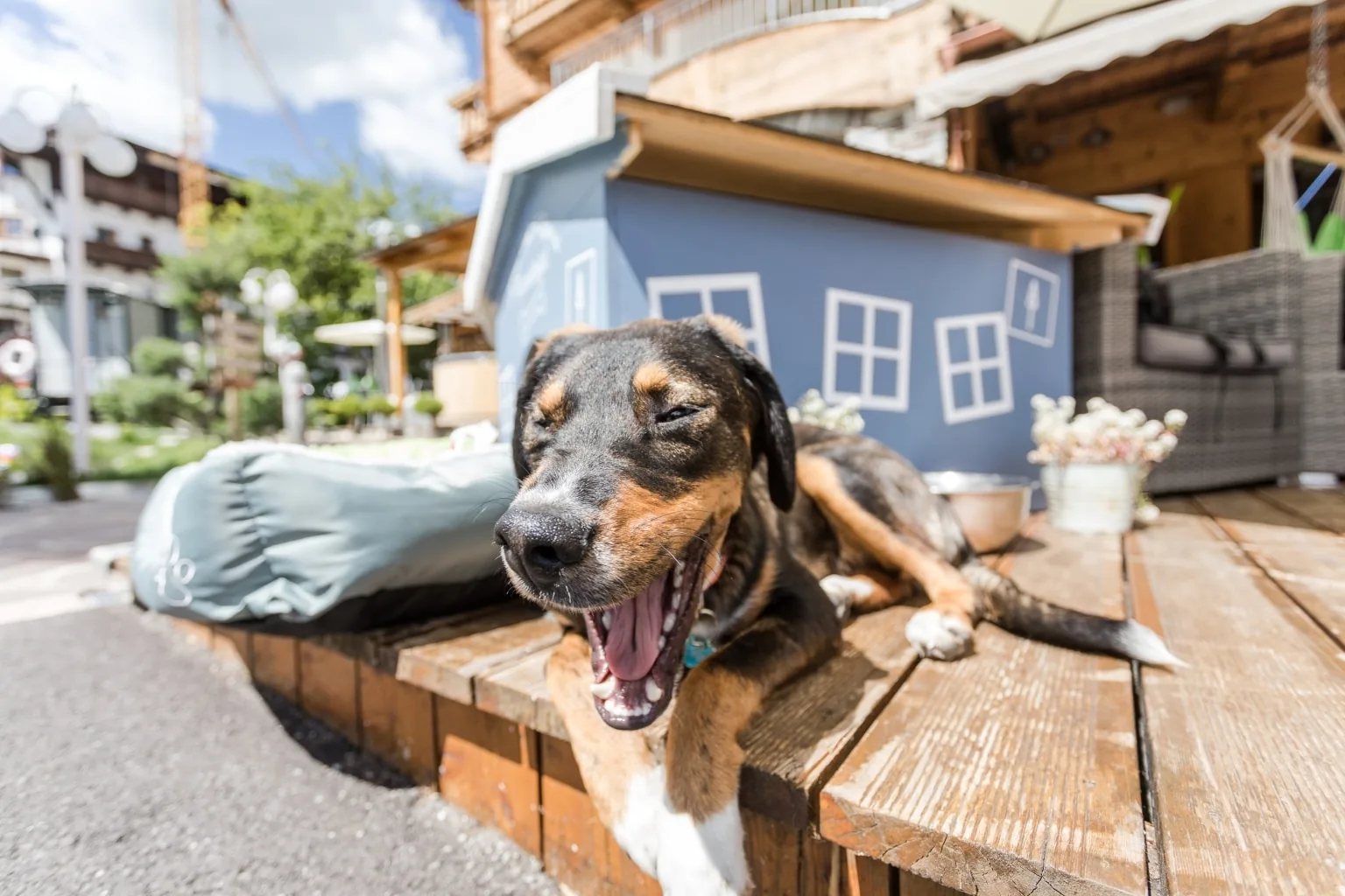 Glücklicher Hund auf der Sonnenterrasse
