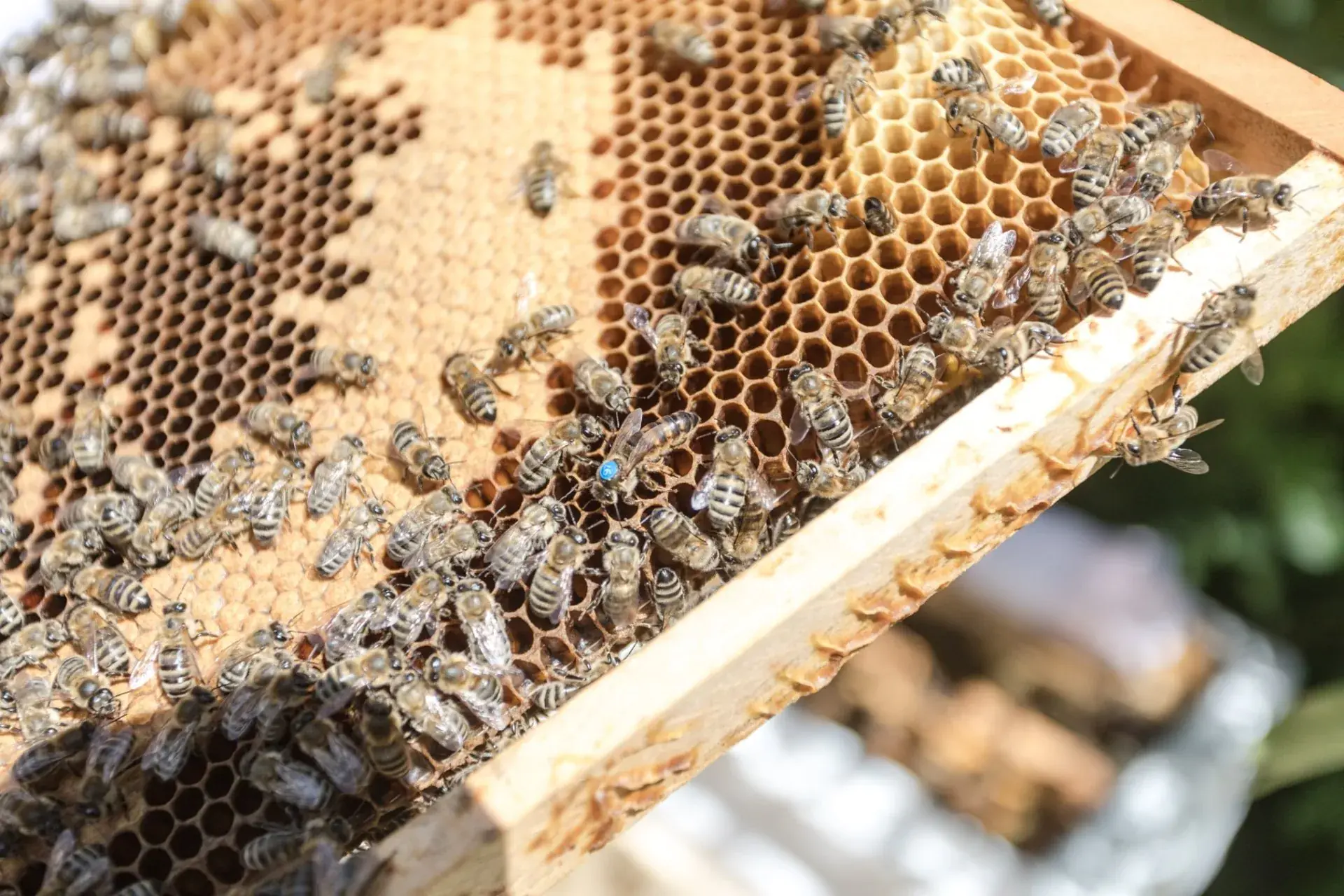 Bienenwabe der hauseigenen Imkerei Bee Happy am Alpenhotel Tyrol